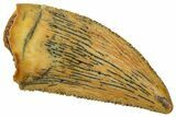 Serrated Raptor Tooth - Real Dinosaur Tooth #358024-1